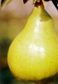 Bartlett Pear