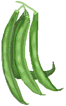 Green Beans